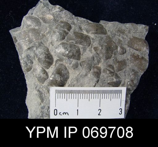 Plectambonites sericeus glaber