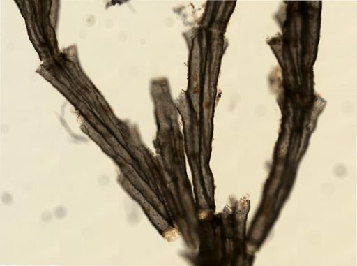 Crisulipora occidentalis