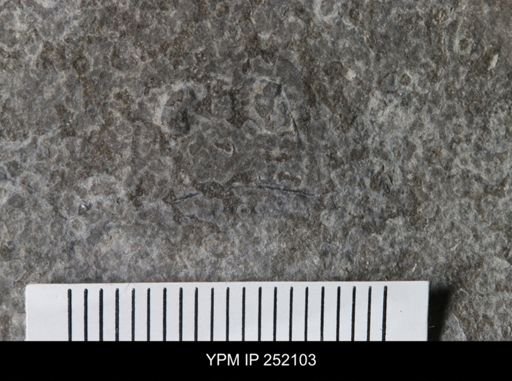 Eurypterus sp.