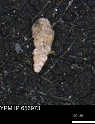 Verneuilinoides kansasensis
