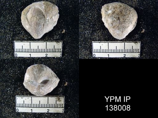 Schizophoria sp.