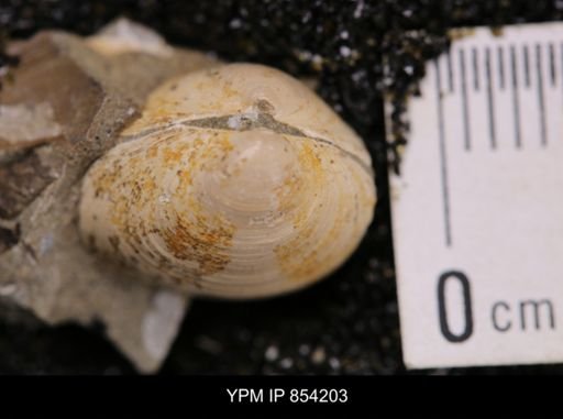Limopsis striatopunctatus