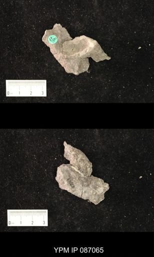Piloceras sp.