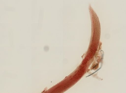 Cosmocercoides dukae