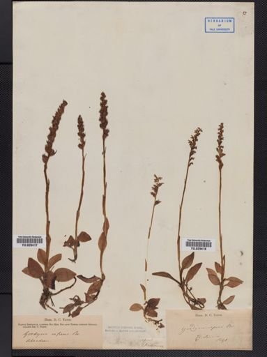 Goodyera repens