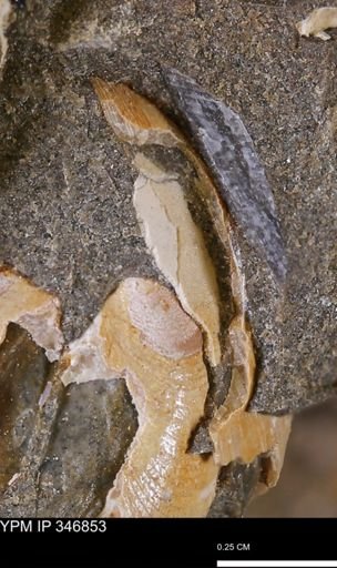 Limopsis striatopunctatus
