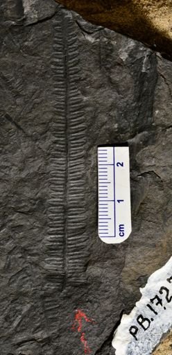 Pecopteris sp.