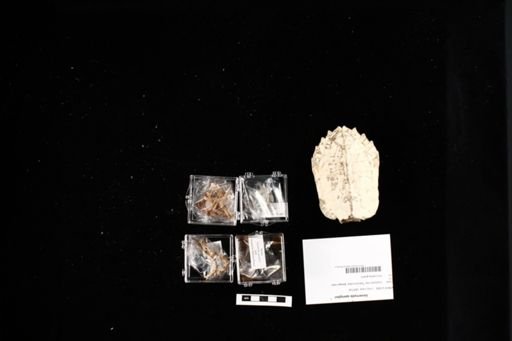 Geoemyda spengleri