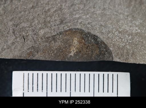undet. Eurypterida