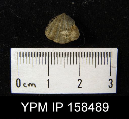 Camarotoechia glacialis