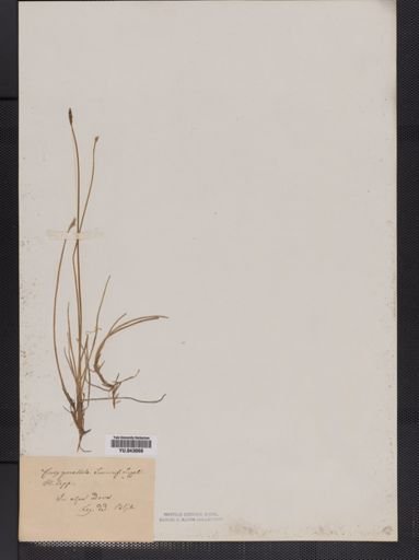 Carex parallela