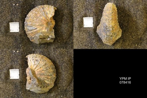 Jeletzkytes nebrascensis