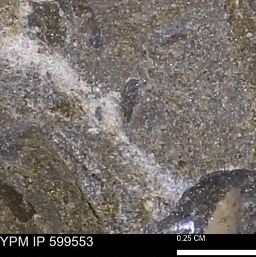 Protocardia subquadrata