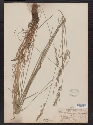 Bromus mollis