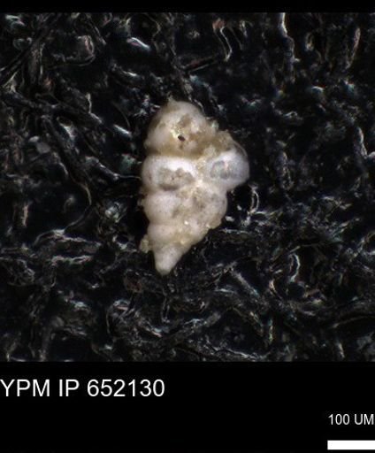 undet. Heterohelicidae