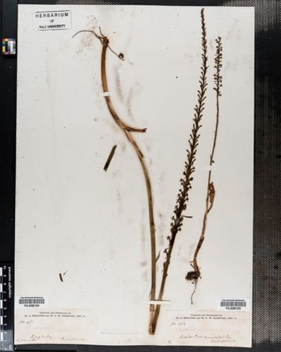 Plantae