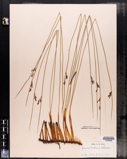 Juncus balticus