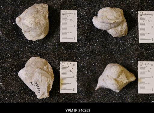 Pholadomya (Procardia) sp.