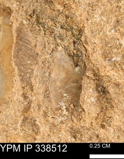 Protocardia subquadrata