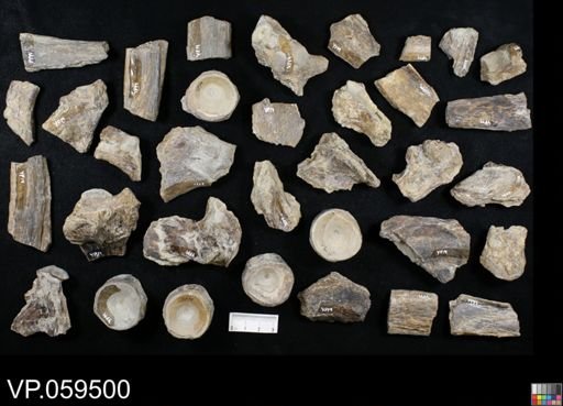 undet. Actinopterygii