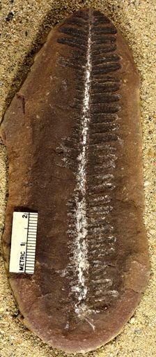 Pecopteris