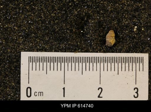 Euspira sp.