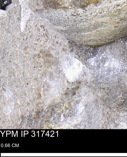undet. Mollusca