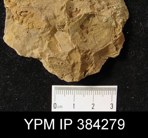 Leptostrophia oriskania