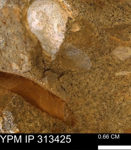 Corbicula sp.