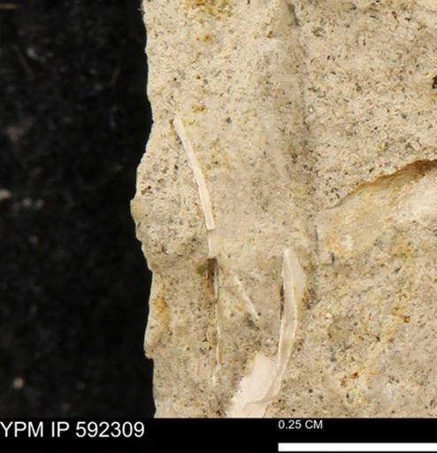 undet. Bivalvia