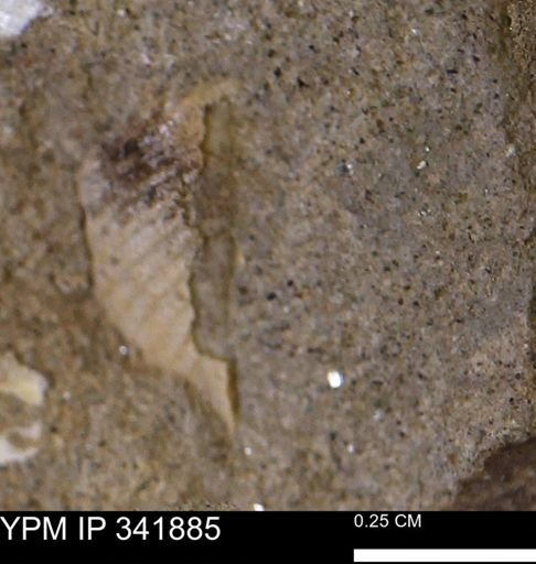 undet. Mollusca