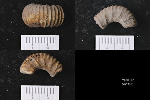 Scaphites sp.