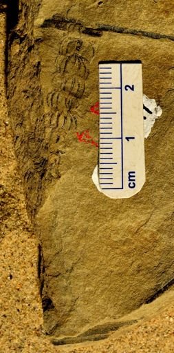 Asterophyllites sp.