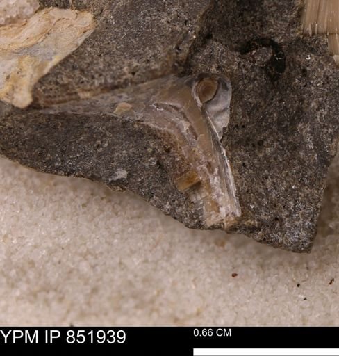 Inoceramidae
