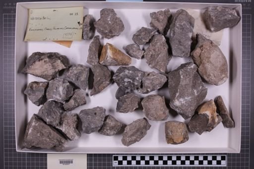 mixed taxa, stratigraphic collection