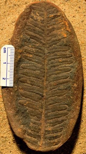Pecopteris