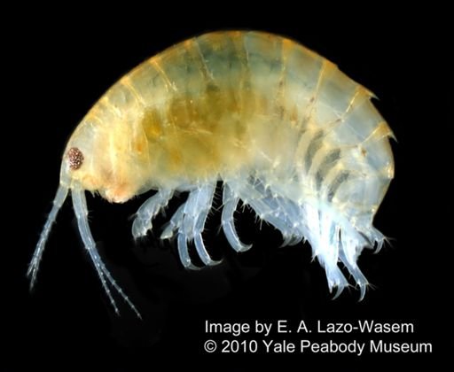 Hyalella azteca