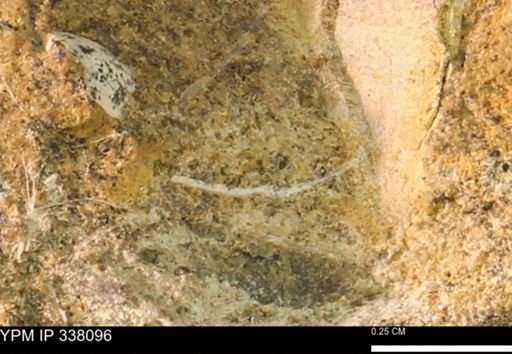 undet. Bivalvia