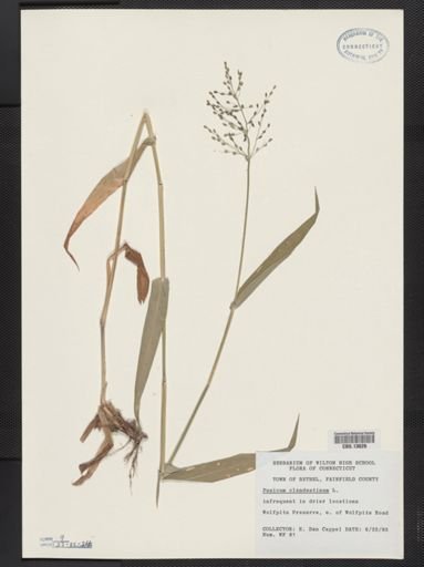 Panicum clandestinum