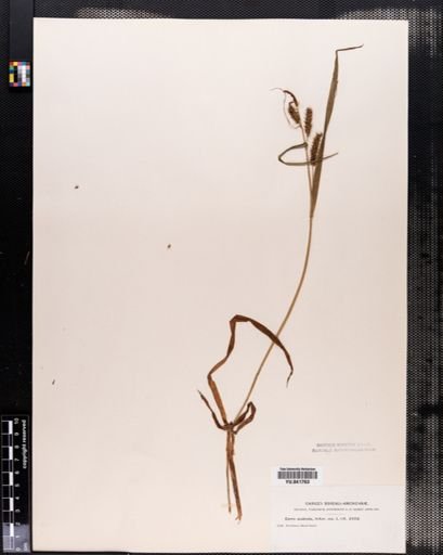 Carex scabrata