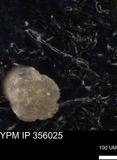 undet. Foraminiferida
