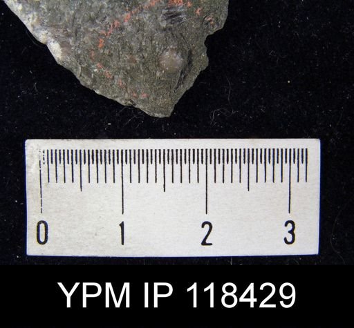 Dalmanella elegantula submedia