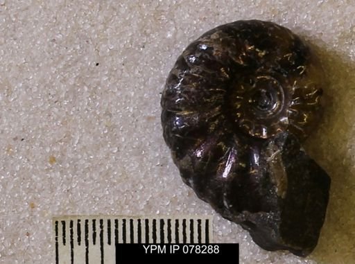 undet. Scaphitidae