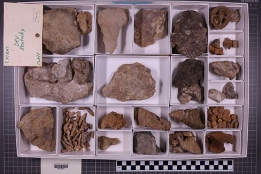 mixed taxa, stratigraphic collection