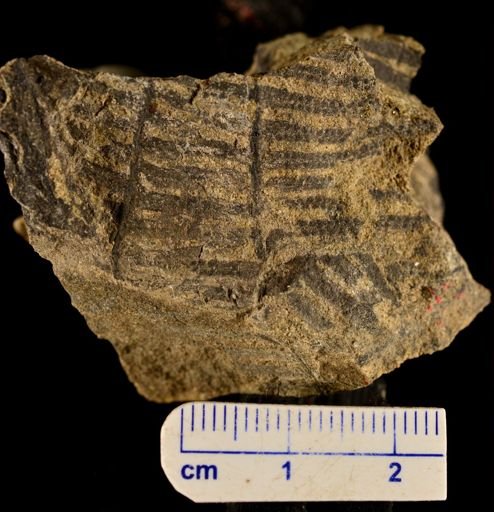 Paramatonia linearis