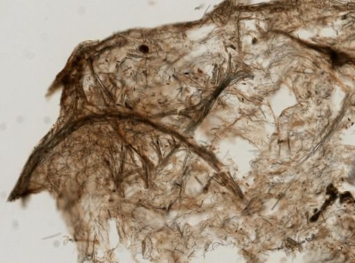 Ircinia ramosa
