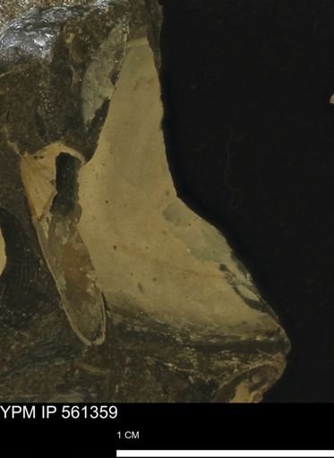 undet. Bivalvia