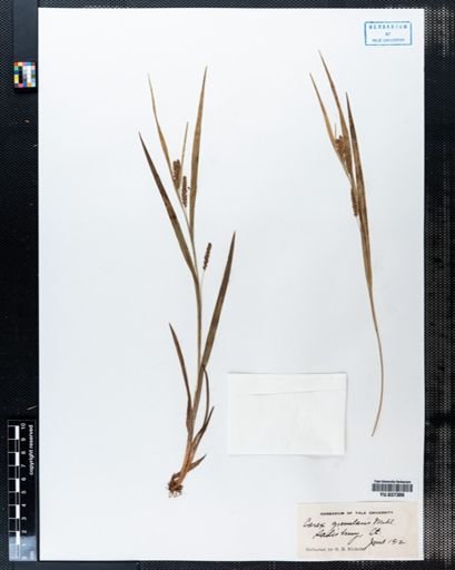Carex granularis
