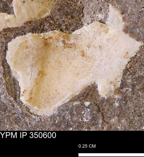 Parallelodon (Cosmetodon)?
