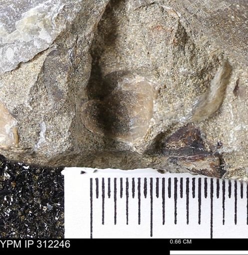 undet. Bivalvia